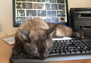 Microsoft устранила сбой в Windows 11, мешавший корректному завершению работы ПК